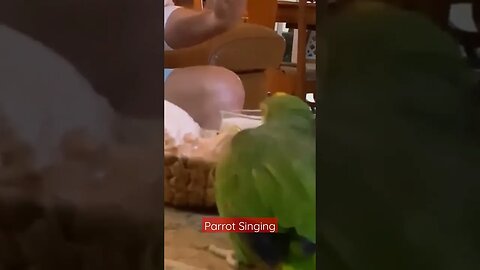 Amazon Parrot Singing l #shorts l #parrotsinging l @BikisAviary