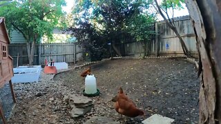 My Backyard Chickens - Episode 107
