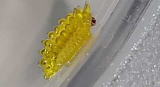 Fluorescent insect filmed in Singapore