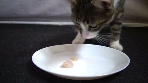 Kitten Rudolph Eats from a Plate