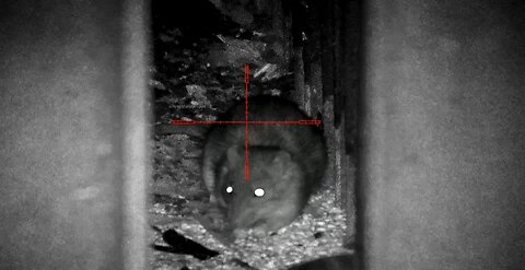 90+ rats - Non stop ratting action - Pard nv008p lrf - night vision rat hunting