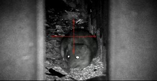 90+ rats - Non stop ratting action - Pard nv008p lrf - night vision rat hunting