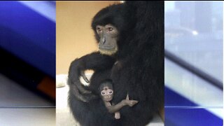 Baby siamang born at Palm Beach Zoo