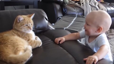 Funny Cats And Babies Playing video