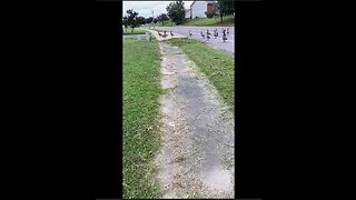 Canadian Geese visit Princess