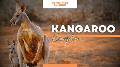 Kangaroo Kingdom 🦘💫🌏 A Video Compilation of God's Bouncing Marsupials