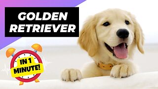 Golden Retriever - In 1 Minute! 🐶 One Of The Most Expensive Dog Breeds In The World | 1MinuteAnimals