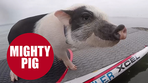 Meet the sporty pot-bellied pig with an incredible talent for SURFING