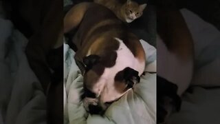 Cat & Bulldog Cuddles