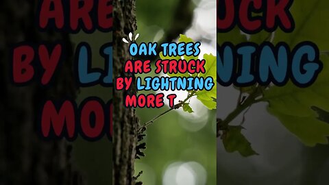 ⛈️⚡Discover Fascinating Nature Facts👀 #shorts #shortsfact #naturefacts #lightning #oaktree #oaktrees