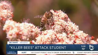 'Killer bees' attack San Diego student