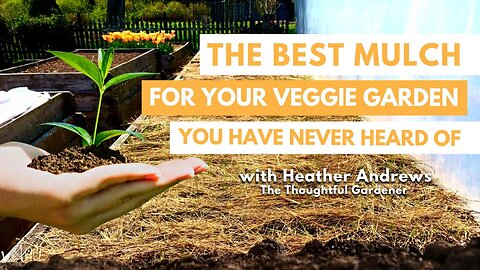 The BEST MULCH for your Veggie Garden You Have NEVER Heard Of