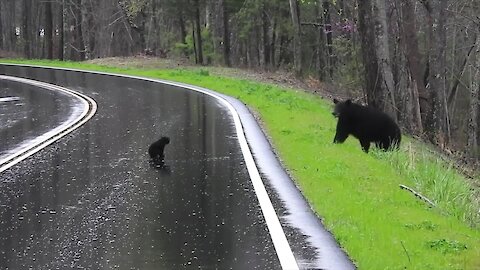 Mamma Bear Encourages Spring Cubs To Cross The Road