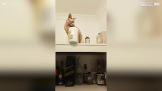 Ce chat Sphynx a un caractère bien trempé !