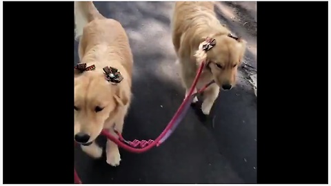 Sweet Pups Hold Each Other's Leash During Their Walk