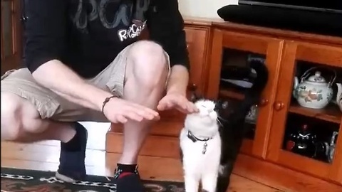 Cat begs human to play the drums on her back
