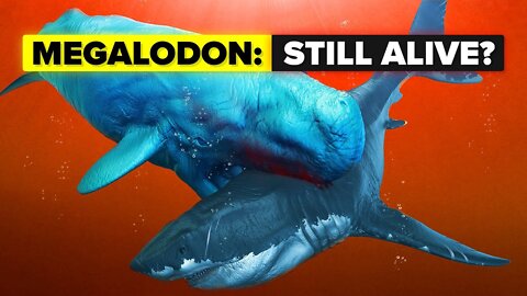 Does The Megalodon Shark Still Live