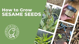 How to Grow Sesame Seeds