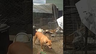 Farm cam. Dog follows his human