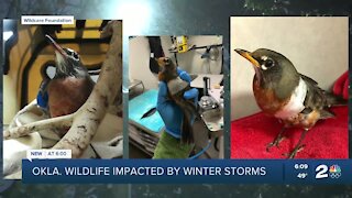 Oklahoma wildlife impacted by winter storms