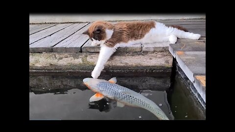 Funny Cat 🐱🐱- The Cat Reacts and Tries to Bite the Fish 🐟🐟.