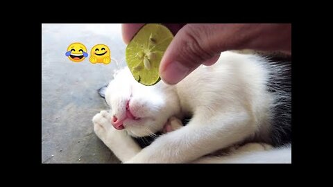 Funniest Cats and Dogs 🐱🐶 Part 1