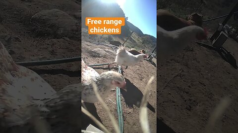 Farm surveillance. Free range chickens with dog on duty