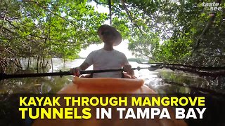Kayak through mangrove tunnels in St. Pete | Taste and See Tampa Bay