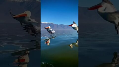 Beautiful Birds In the River
