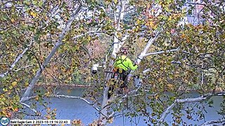 USS Bald Eagle Cam 2 10-19-23 Rob the tree climber repositions cam 1 part 2