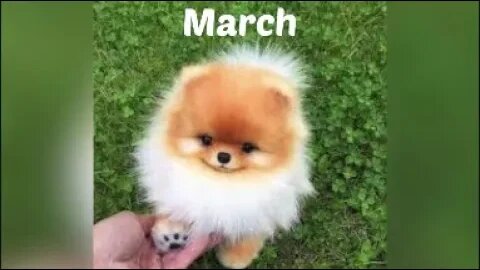 your month your puppy