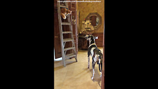 Great Dane Watches Funny Cat Creatively Climb Down A Ladder