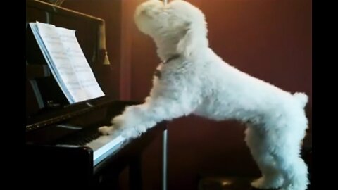 Dog plays piano and sings