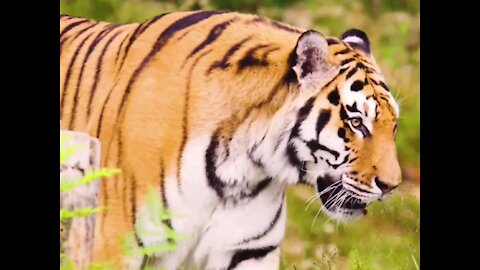 Wildlife Predators Tiger, Lion Leopard and Jaguar, The Four Big Cats, Tigers National Geographic