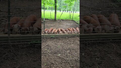 Wow! Piglets Lined up for Breakfast @UncleTimsFarm #kärnəvór #shorts #hereford #freerangepigs