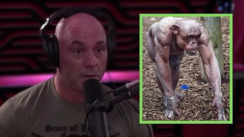 JRE Podcast | Why Most Chimps Attack People ? | Joe Rogan