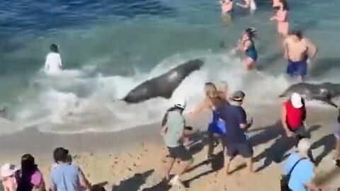 A Pissed Off Sea Lion Attacks A Bunch Of People On A San Diego Beach