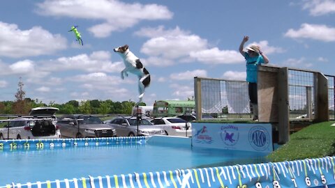 Coolwag Diving Dogs Splash #3 Memorial Day Weekend Leap