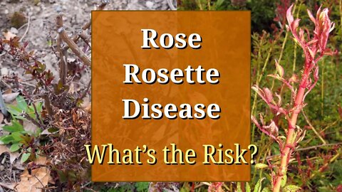 Rose Rosette Disease (Witches' Broom Virus)