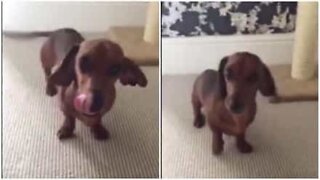 This overjoyed dog dances when she's happy