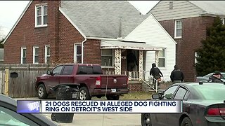 2 in custody after police & MHS bust dog fighting ring in Detroit