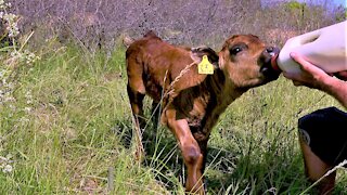 Calf wags her tail with happiness as she drinks her bottle