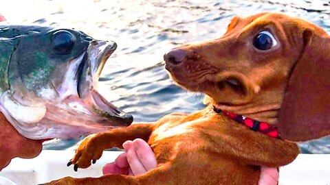 funny dog and fish 😂😂
