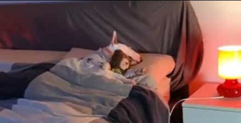 Ce chien dort toujours avec son doudou