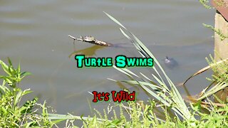 Turtle Swims