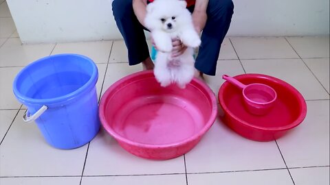 First Cute Pomeranian Puppy Bath | Funny Dogs Puppies