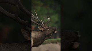 Bugling Elk in rut