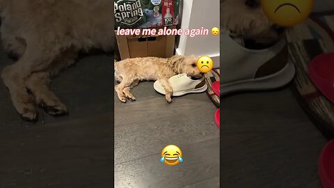 Funny pet / Cut dog talking/ Leave me alone again ?