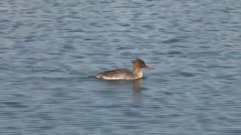 Common Merganser Paddling in Water