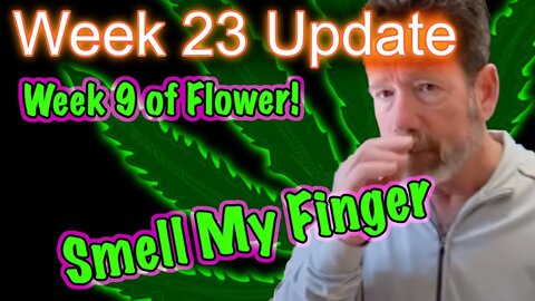 Week 9 of Flower - Bruce Banner Cannabis Grow: Mars Hydro SP3000 | 2x4 tents | Gaia Green
